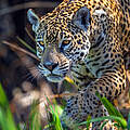 Jaguar Weibchen in Brasilien © WWF Sweden / Ola Jennersten