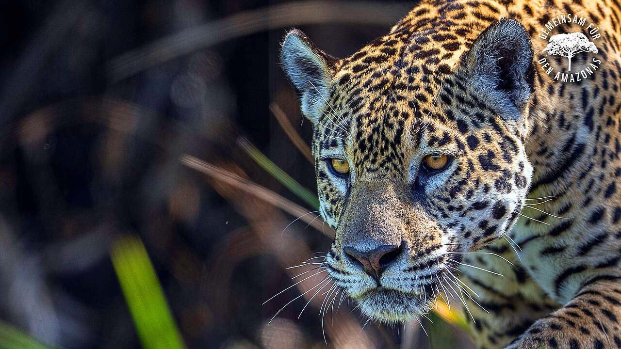 Jaguar Weibchen in Brasilien © WWF Sweden / Ola Jennersten