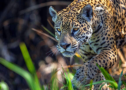 Jaguar Weibchen in Brasilien © WWF Sweden / Ola Jennersten