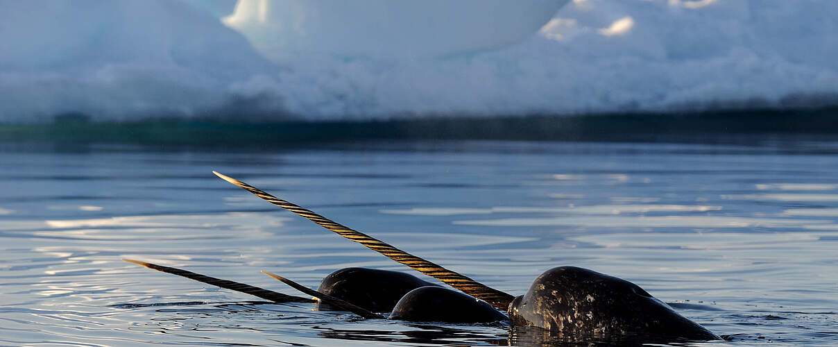 Narwale in der Arktis © Eric Baccega / naturepl.com / WWF