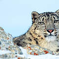 Schneeleopard © Klein & Hubert / WWF