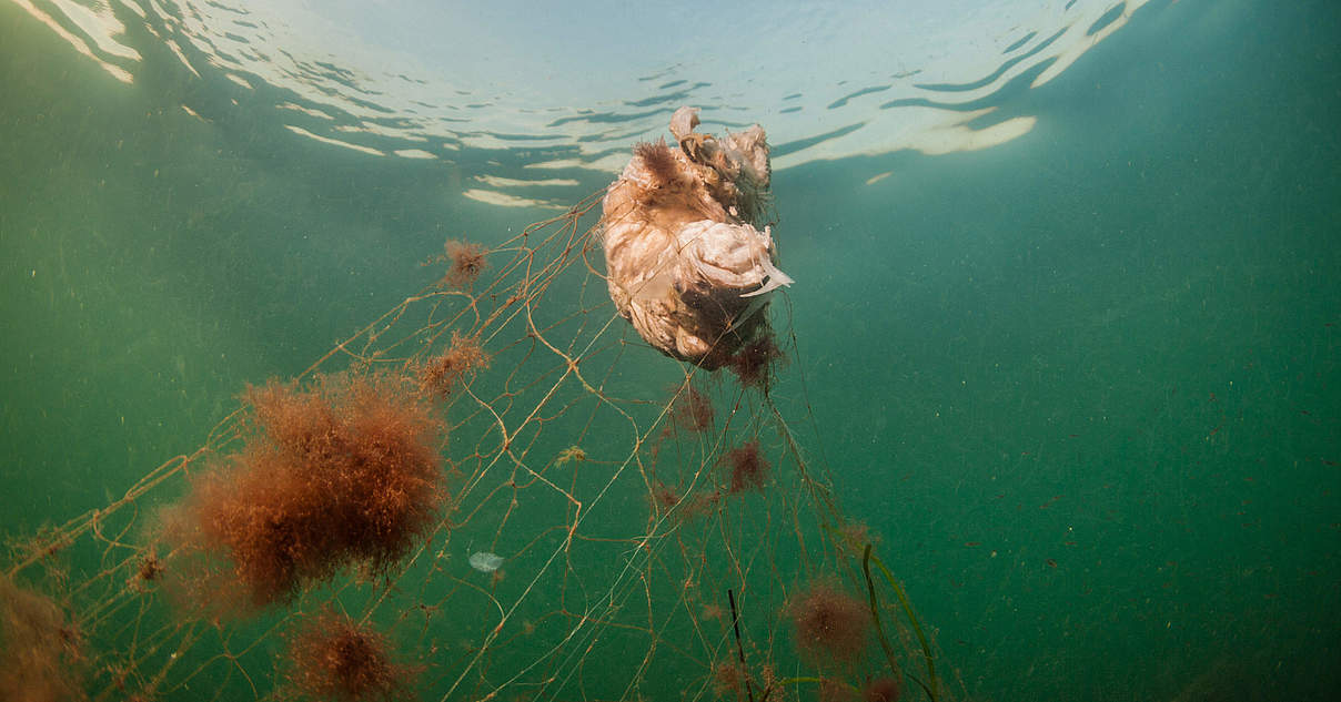 GhostDiver App: Geisternetze Aufspüren | WWF