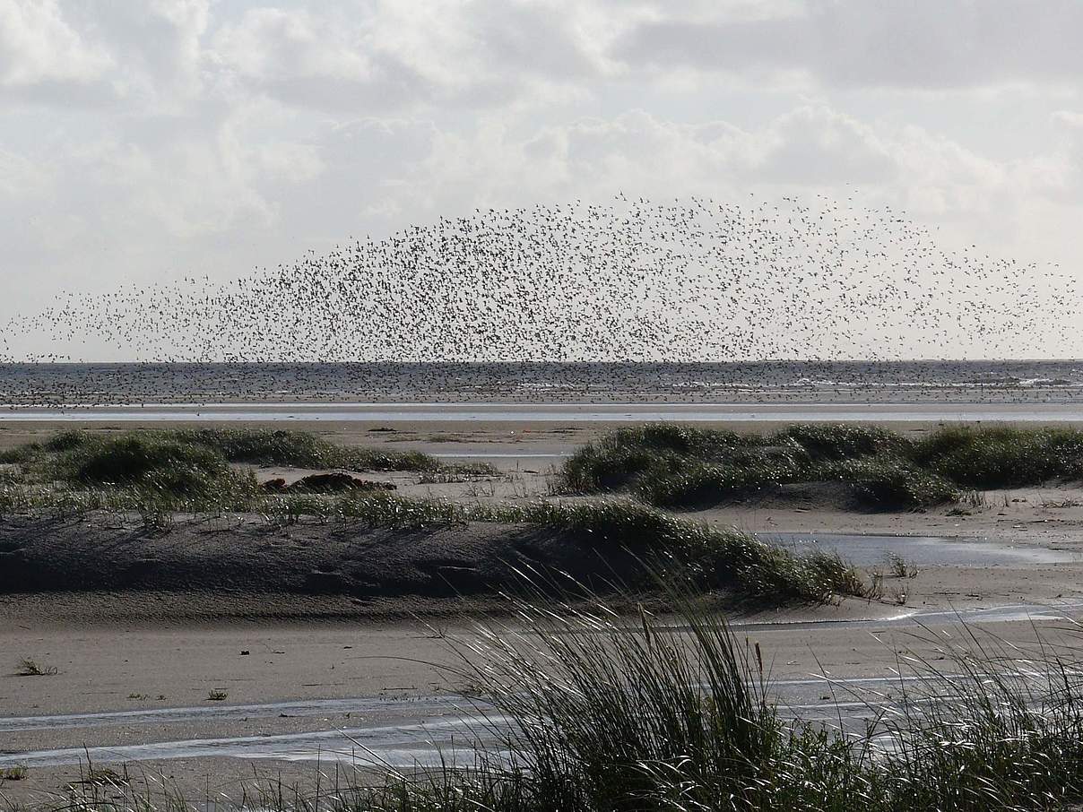 Wattenmeer bei Langeoog © Hans-Ulrich Rösner / WWF