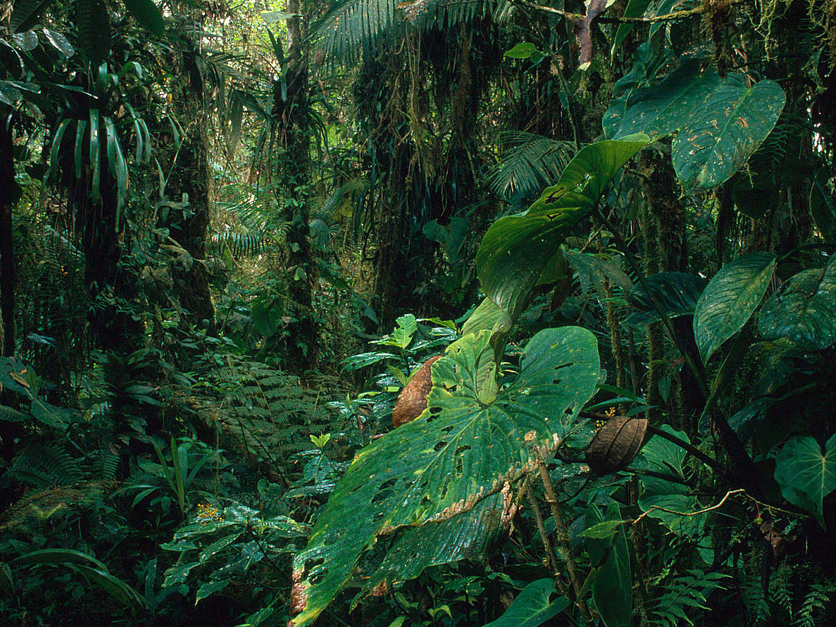 Naturreservat Kolumbien © Kevin Schäfer / WWF