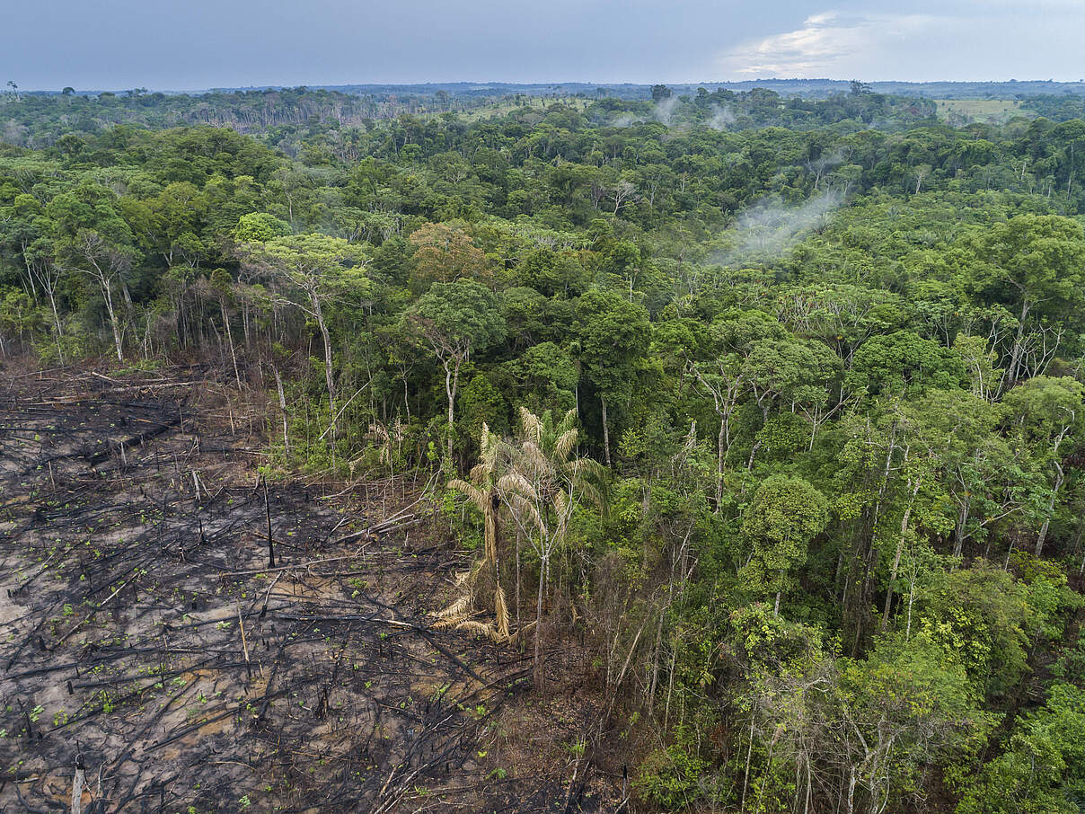 Abholzung in der Gemeinde Apui im Amazonas © Andre Dib / WWF Brazil