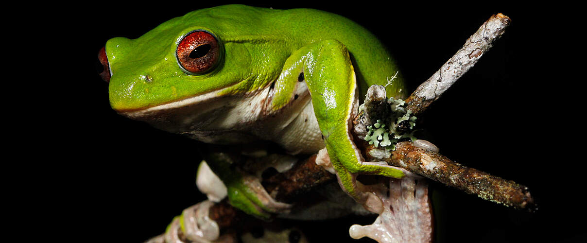 Neu am Mekong entdeckt: Zhangixalus melanoleucus © Parinya Pawangkhanant