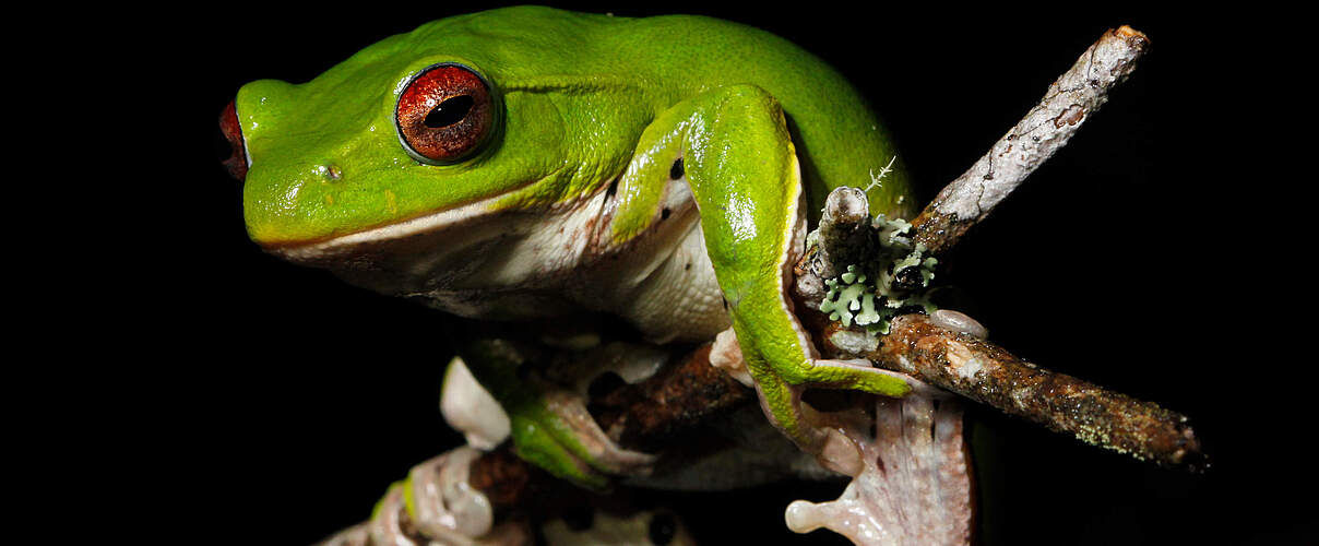 Neu am Mekong entdeckt: Zhangixalus melanoleucus © Parinya Pawangkhanant