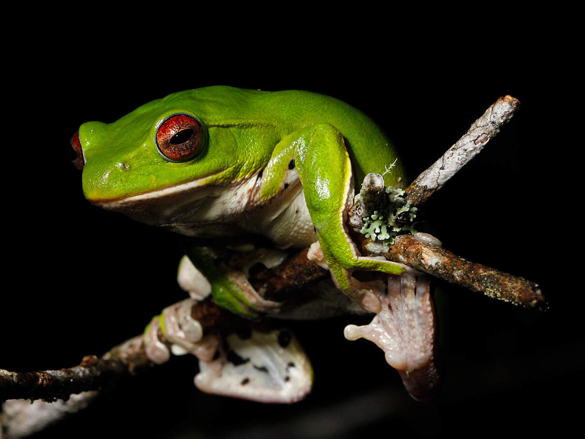 Neu am Mekong entdeckt: Zhangixalus melanoleucus © Parinya Pawangkhanant