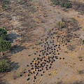 Ein Blick auf oben auf die Elefanten in Botswana © KAZA Secretariat