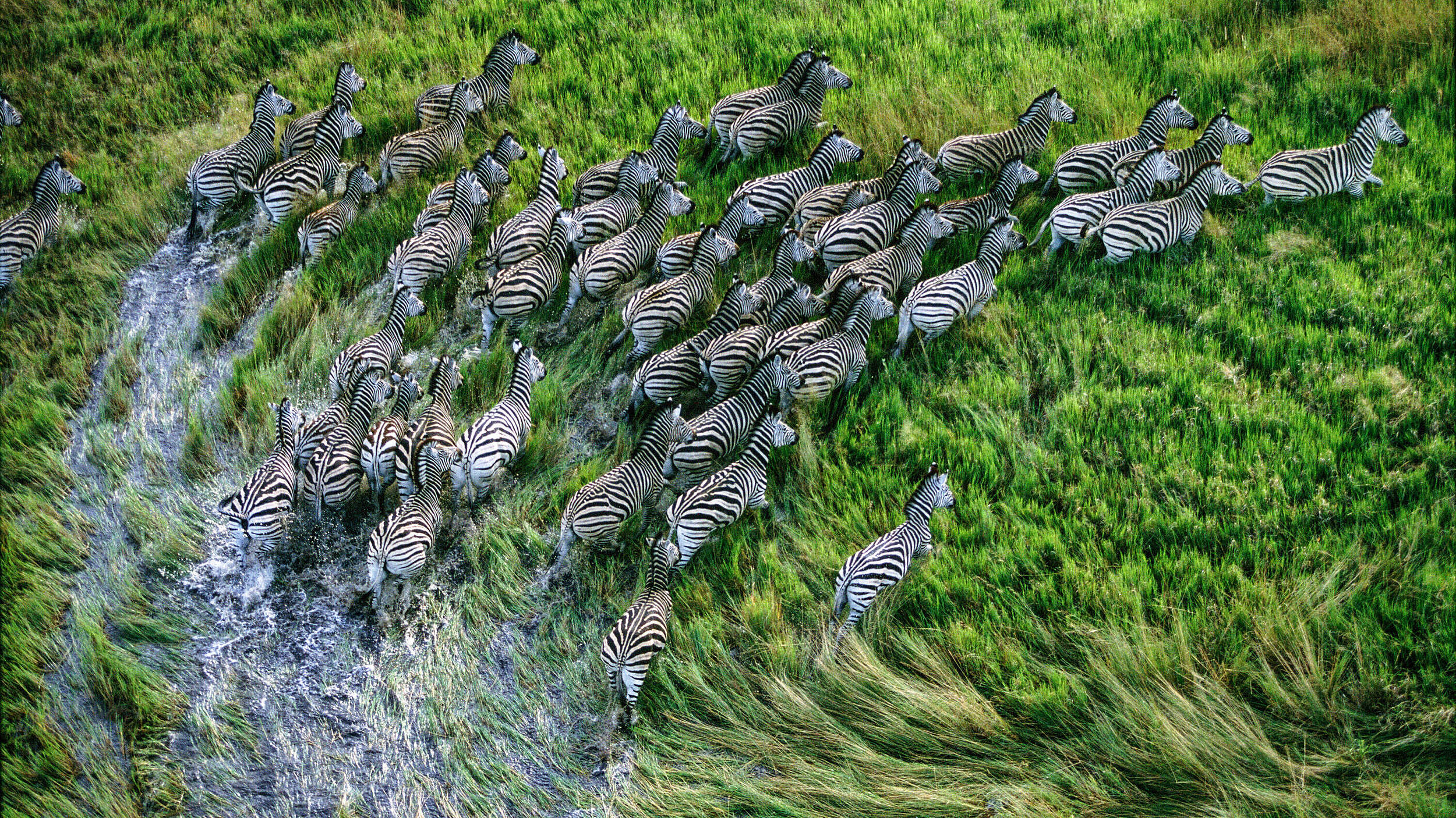 Zebra-Herde © mauritius images / Steve Bloom