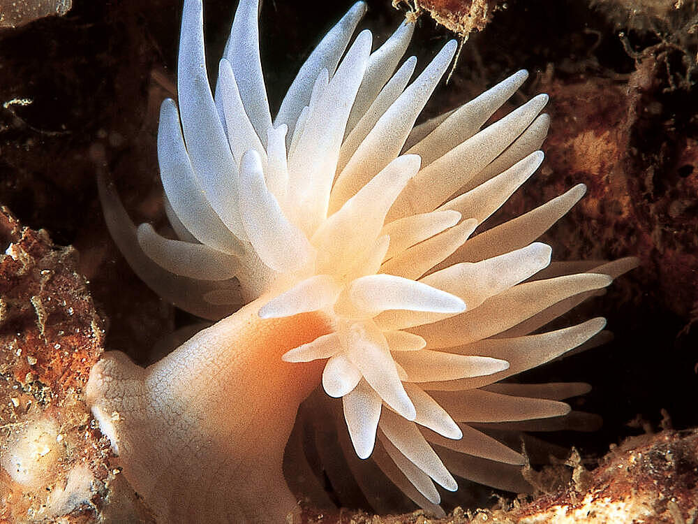 Anemone im Kaltwasserkorallenriff Norwegens © Erling Svensen / WWF