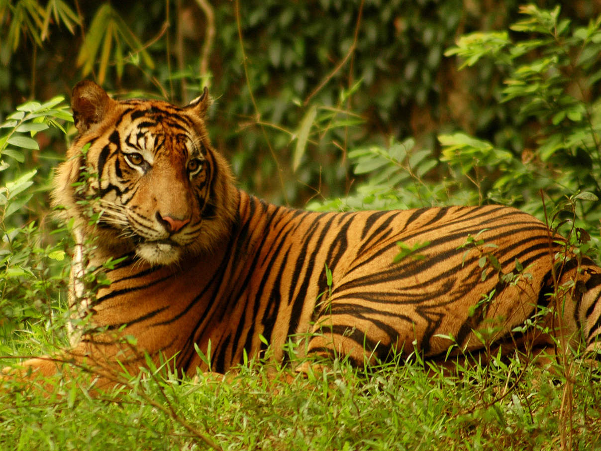 Sumatra Tiger © Saipul Siagian / WWF-Indonesia