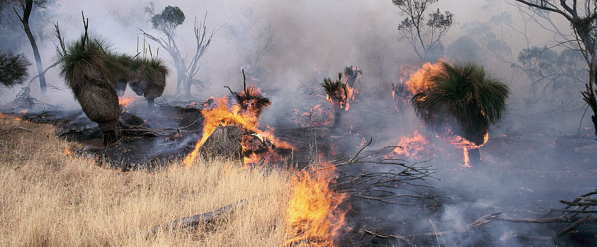 Australien Waldbrand © Richard McLellan / WWF
