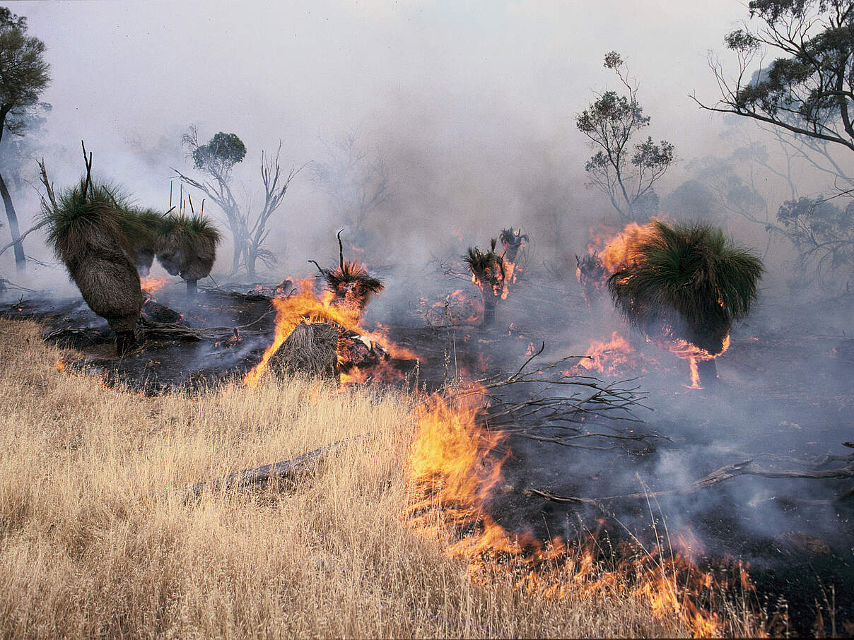 Australien Waldbrand © Richard McLellan / WWF