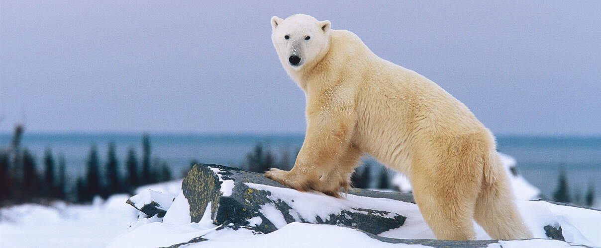 Eisbär vor der Hudson Bay, Kanada © Patrick Endres