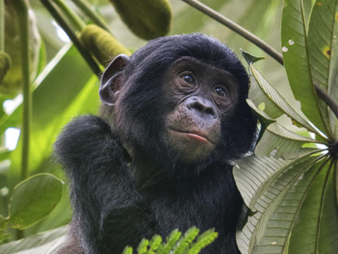 Junger Bonobo im Baum © Karine Aigner / WWF-US