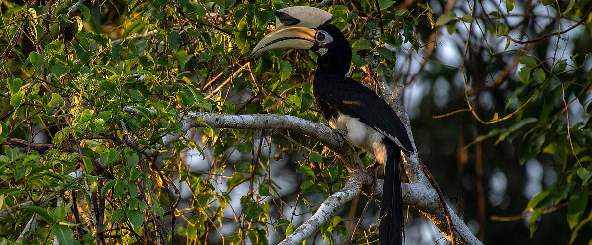 Nashornvogel © Chris J. Ratcliffe / WWF UK