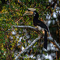 Nashornvogel © Chris J. Ratcliffe / WWF UK