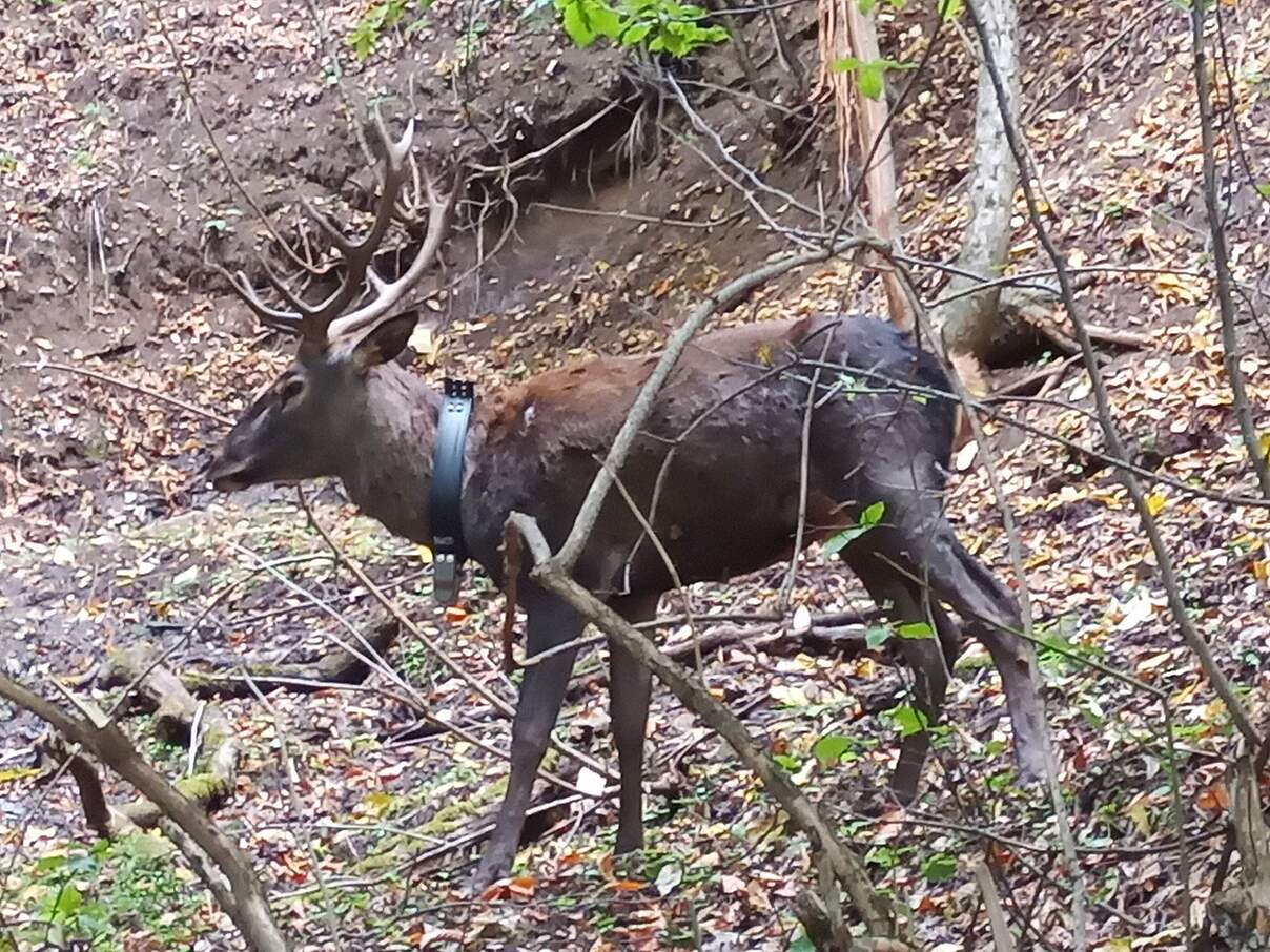 Maral-Hirsch mit GPS-Sender im Diljan Nationalpark © Aurel Heidelberg / WWF 