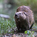 Biber in Deutschland © Ralph Frank / WWF