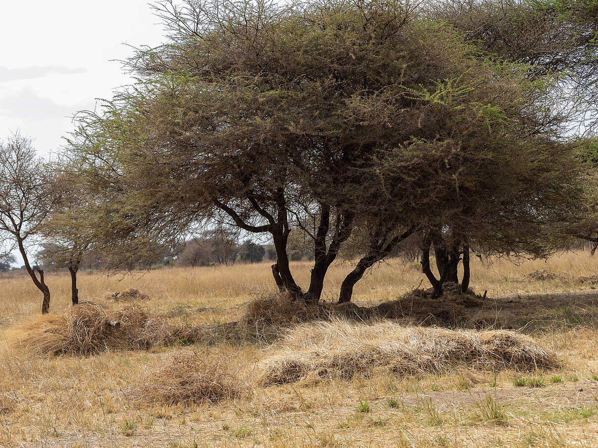 Auch in der Trockenzeit das Gras eine wichtige Funktion © WWF Kenia