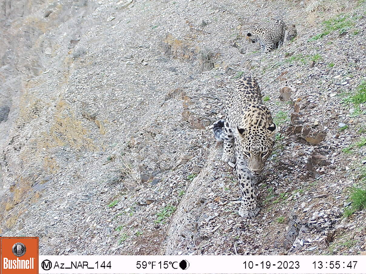 Kamerafallen-Aufnahme eines Leoparden-Weibchen mit Nachwuchs © WWF