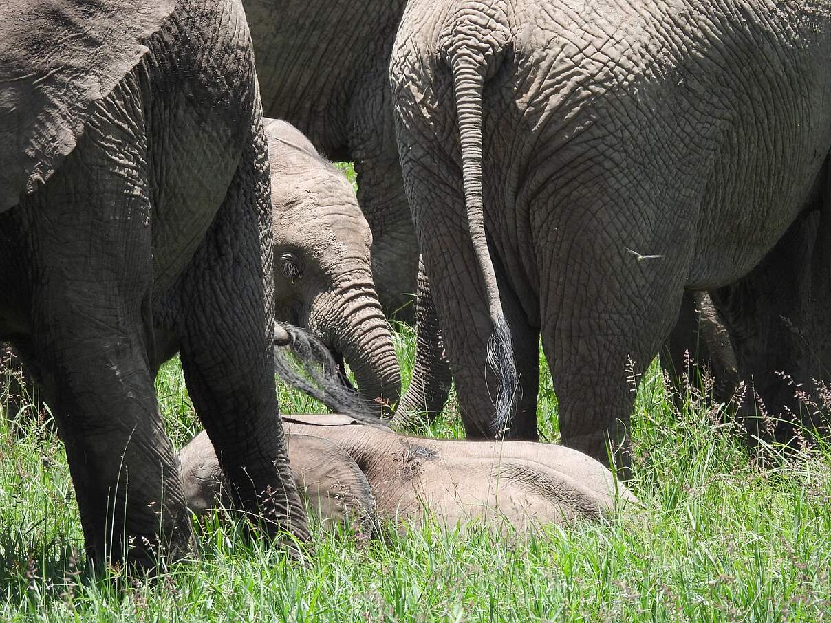 Im hohen Gras sind die kleinen Kälber oft nur schwer zu sehen © Elephant Aware