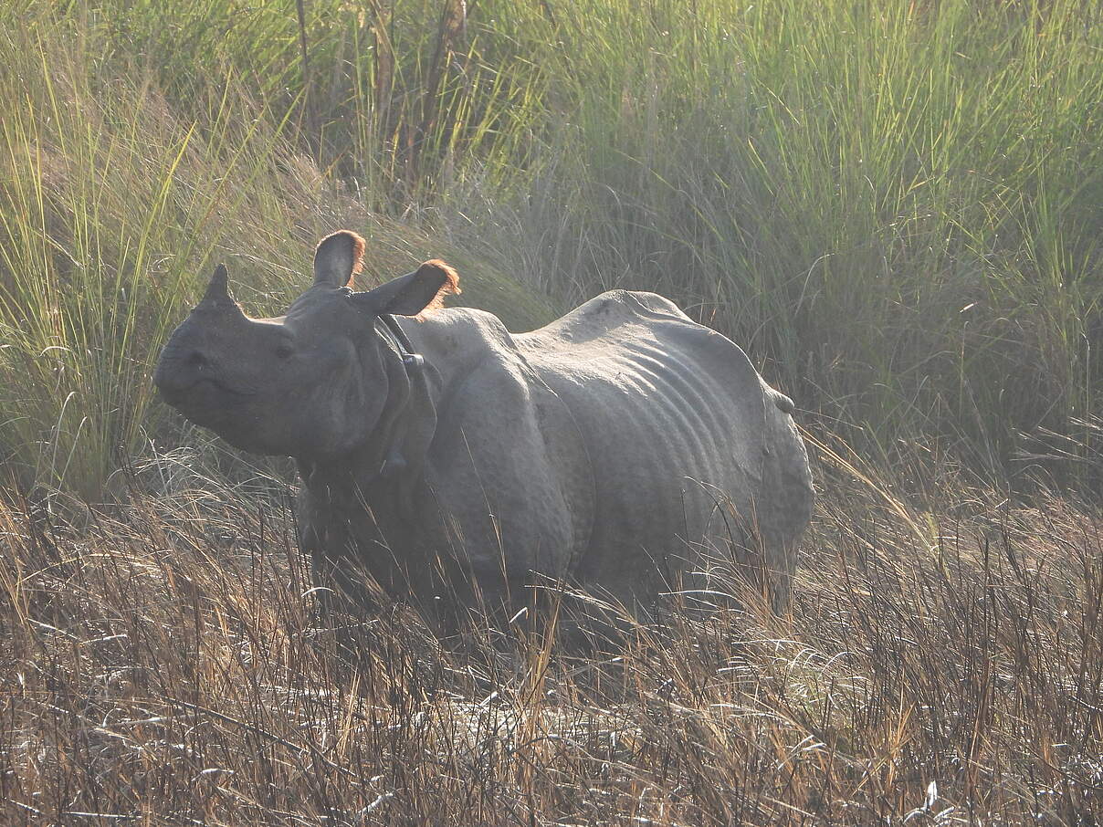 Indisches Panzernashorn nach der Auswilderung im Dudhwa-Nationalpark © Ankit Kashyap / WWF India