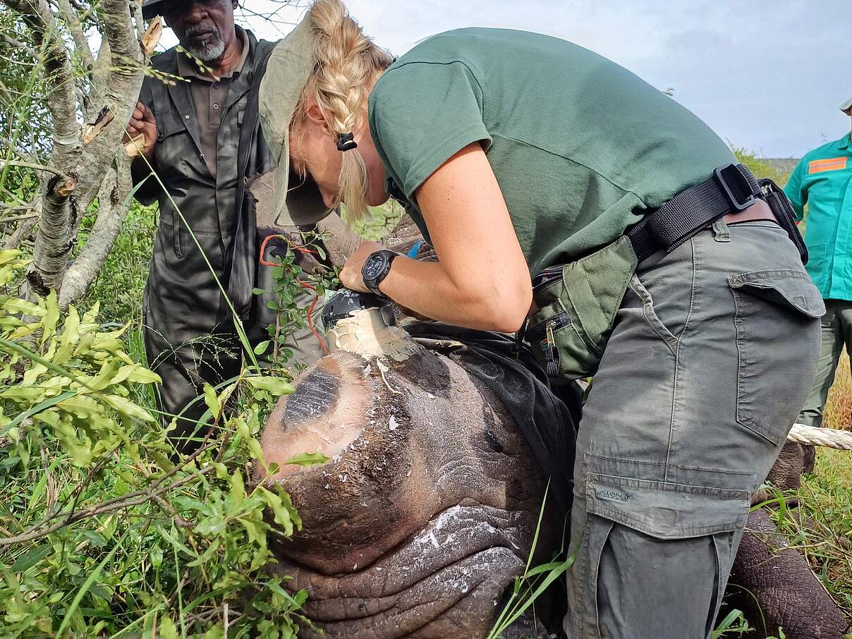 Das enthornte Nashorn wird nochmal untersucht © WWF