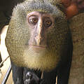 Cercopithecus Lomamiensis oder auch Lesula, 2012 in der Demokratischen Republik Kongo © Terese Hart