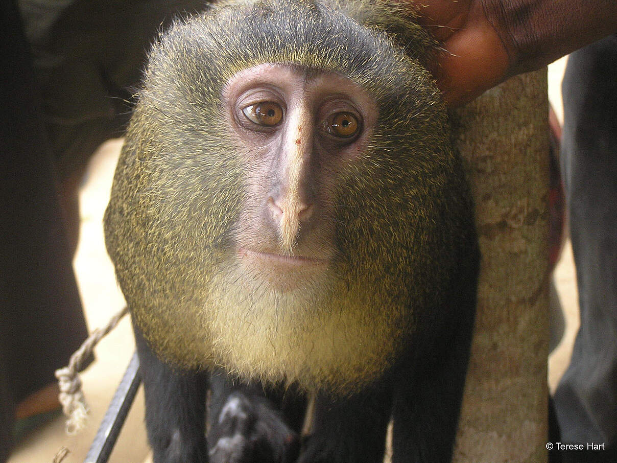 Cercopithecus Lomamiensis oder auch Lesula, 2012 in der Demokratischen Republik Kongo © Terese Hart