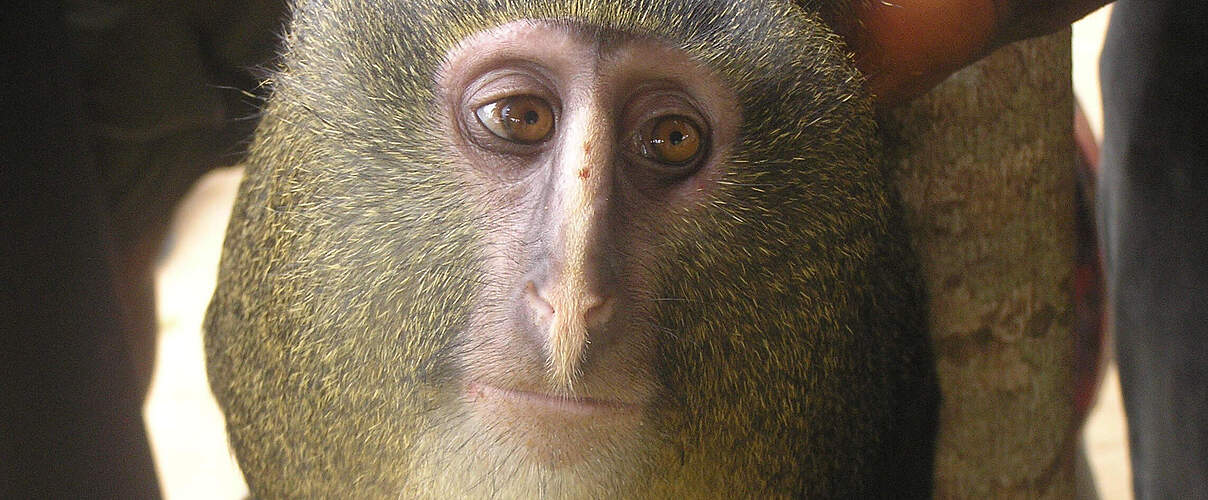 Cercopithecus Lomamiensis oder auch Lesula, 2012 in der Demokratischen Republik Kongo © Terese Hart