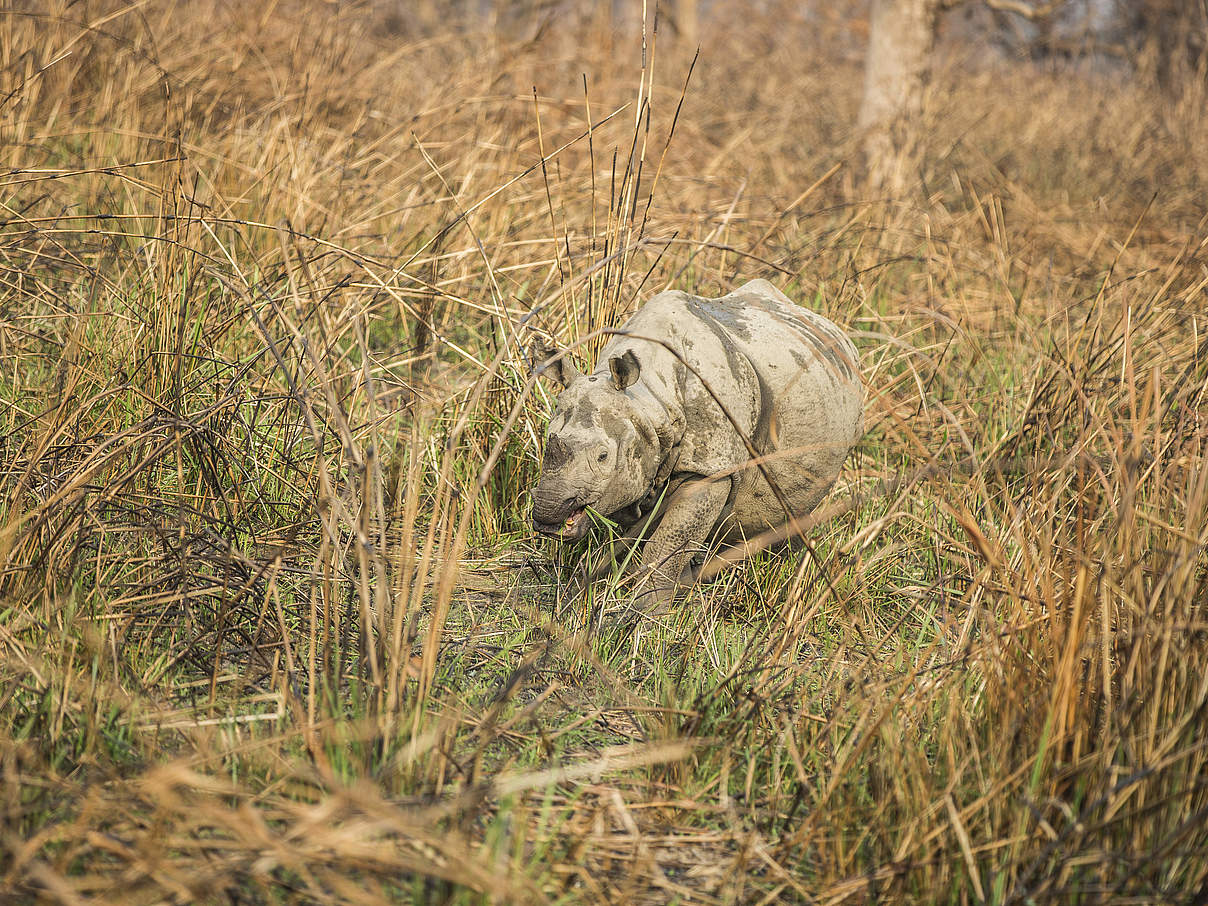 Nashornbulle vor seiner Umsieldung © Samir Jung Thapa / Hariyo Ban Program / WWF Nepal