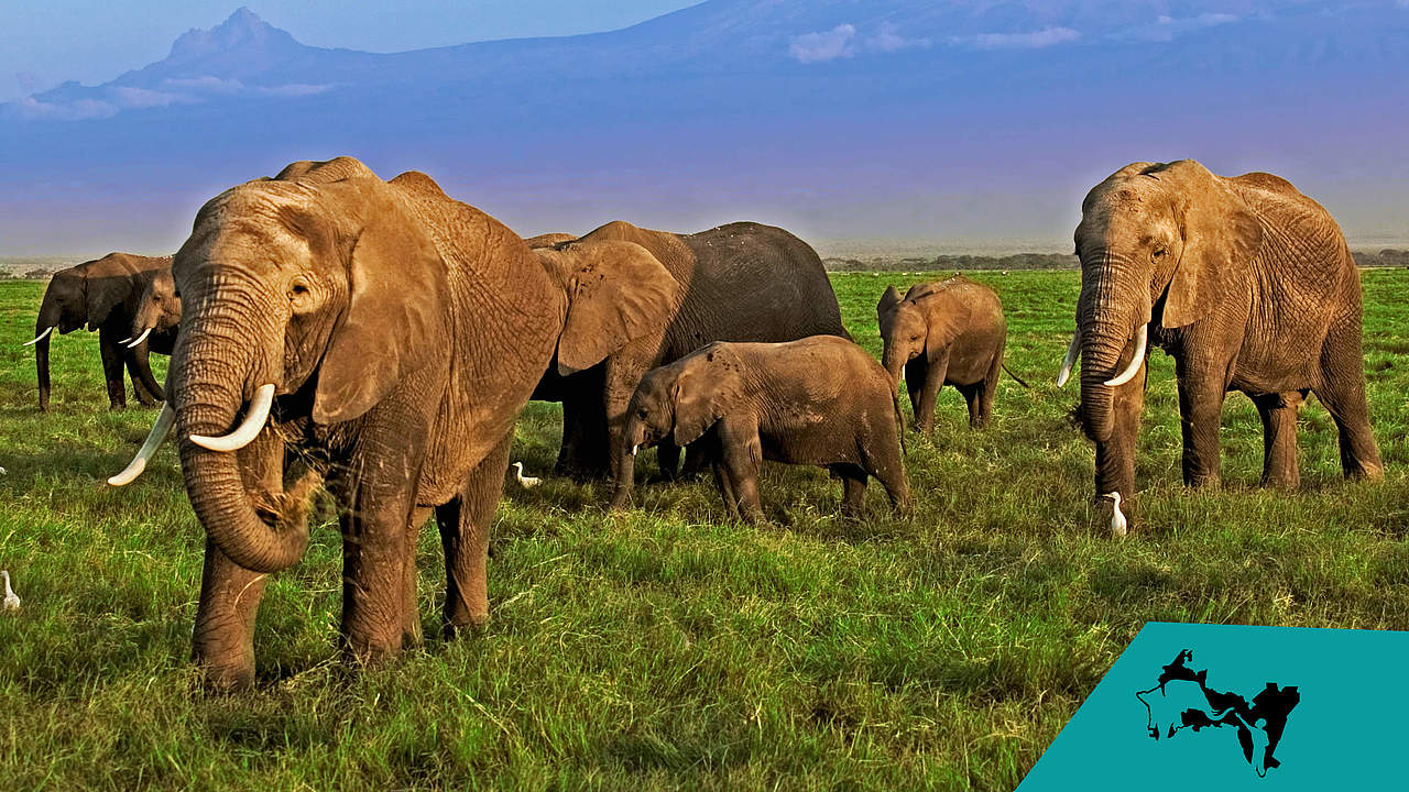 Elefantenherde im Amboseli © iStock / Getty / MOIZ HUSEIN