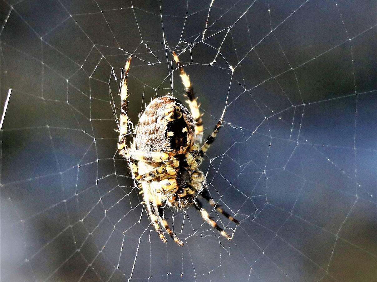 Gartenkreuzsspinne © Kari Schnellmann