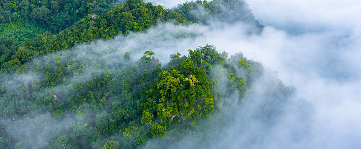 Regenwald © Getty Images