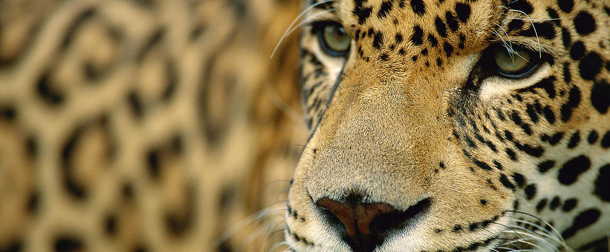 Jaguare im WWF-Artenlexikon: Zahlen & Fakten