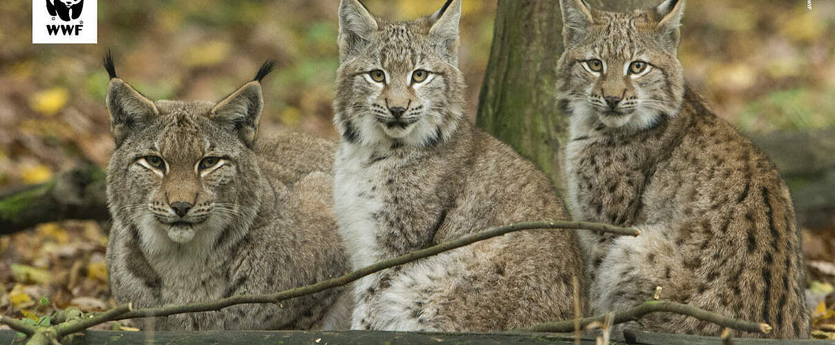 Hintergrundbild zu Ihrer Luchs-Patenschaft © Ralph Frank / WWF