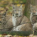 Hintergrundbild zu Ihrer Luchs-Patenschaft © Ralph Frank / WWF