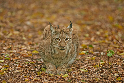 Luchs © Ola Jennersten / WWF-Sweden