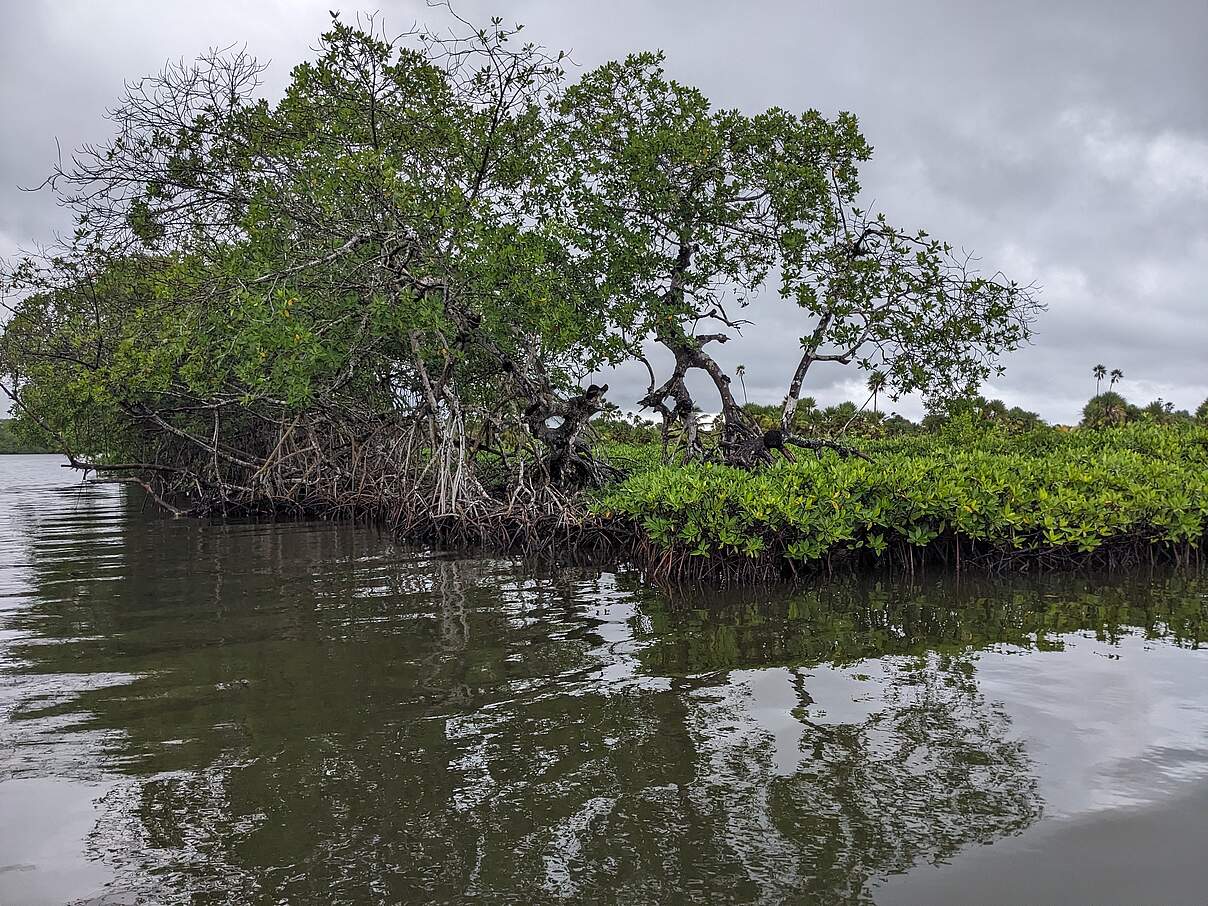 Mangroven in Belize © Uwe Johannsen / WWF