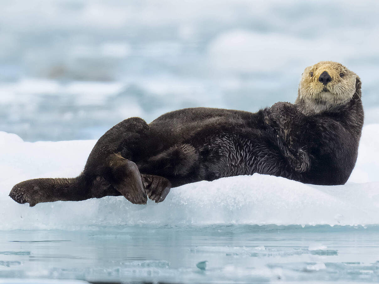 Otter © Imago Cavan Images