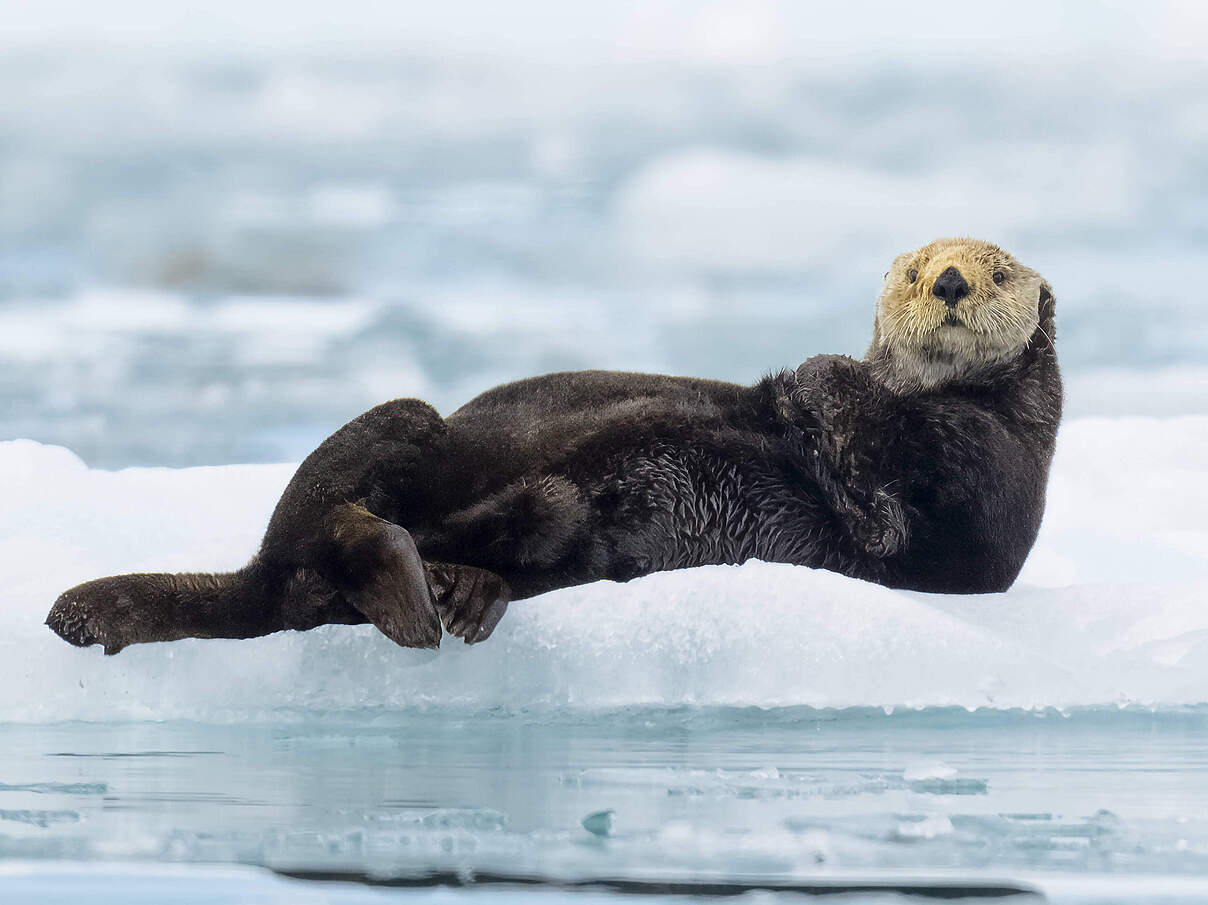 Otter © Imago Cavan Images