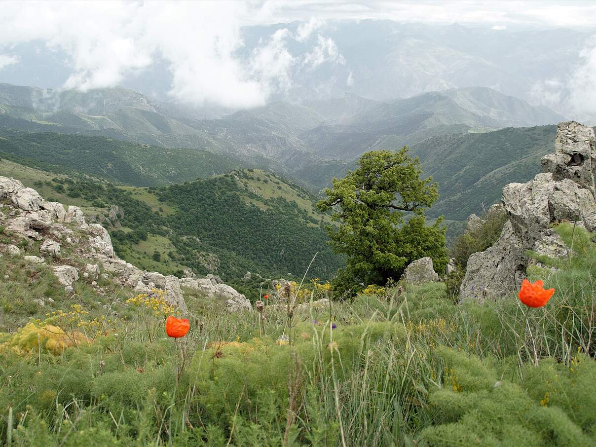 Arevik-Nationalpark im Kaukasus © Aurel Heidelberg / WWF Deutschland