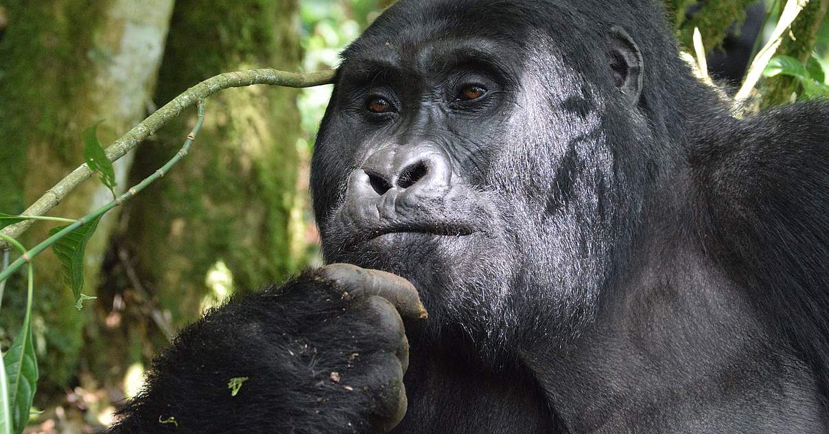 Retten Sie Die Heimat Der Gorillas