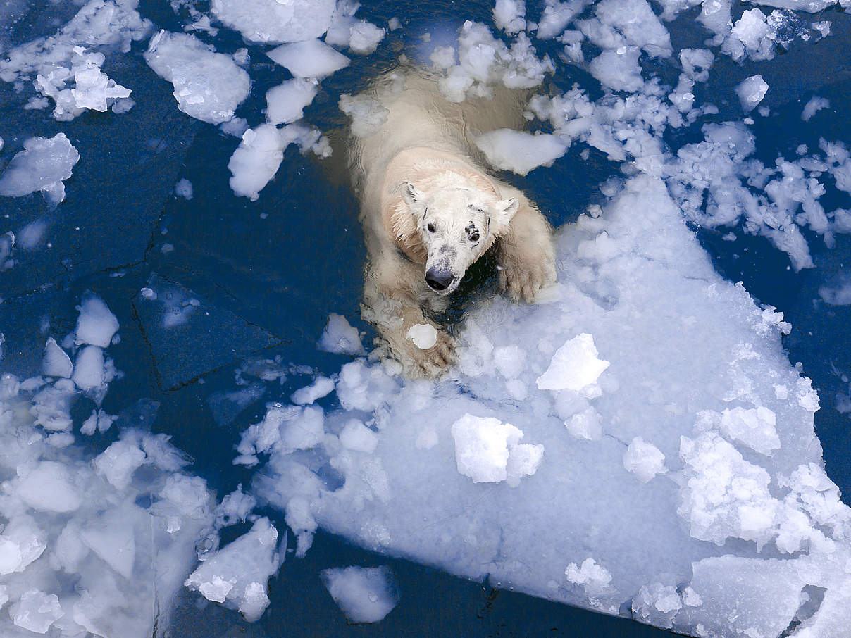 Eisbär © Evgeny555 / iStock / Getty Images