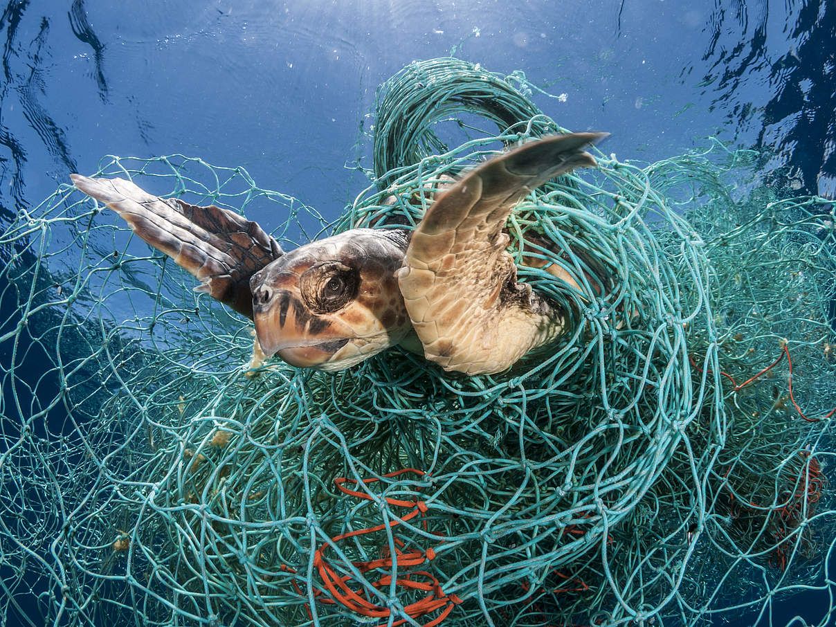 Schildkröte gefangen im Netz © naturepl.com / Jordi Chias / WWF