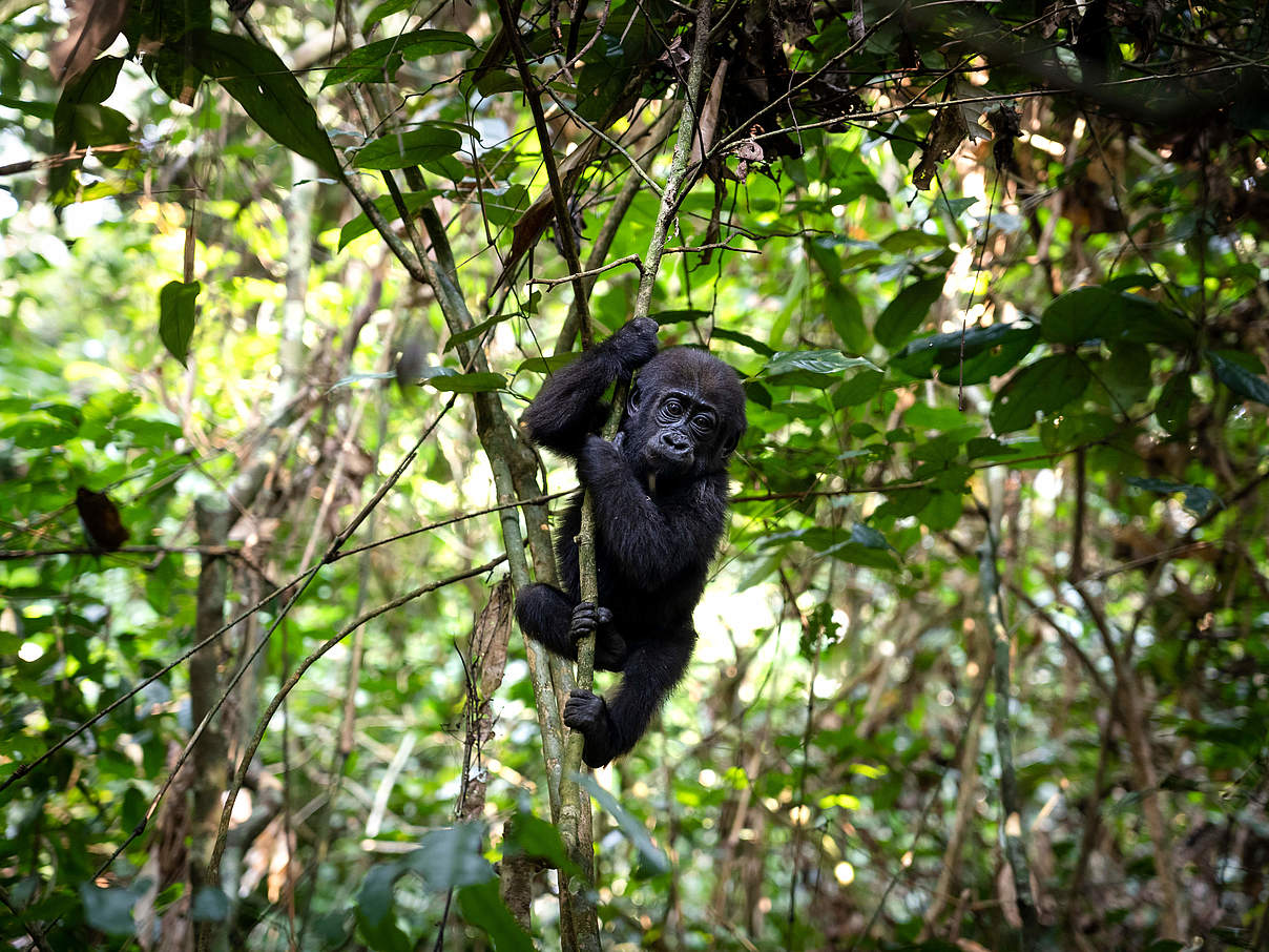 Westlicher Flachlandgorilla, Jungtier © Andy Isaacson / WWF-US