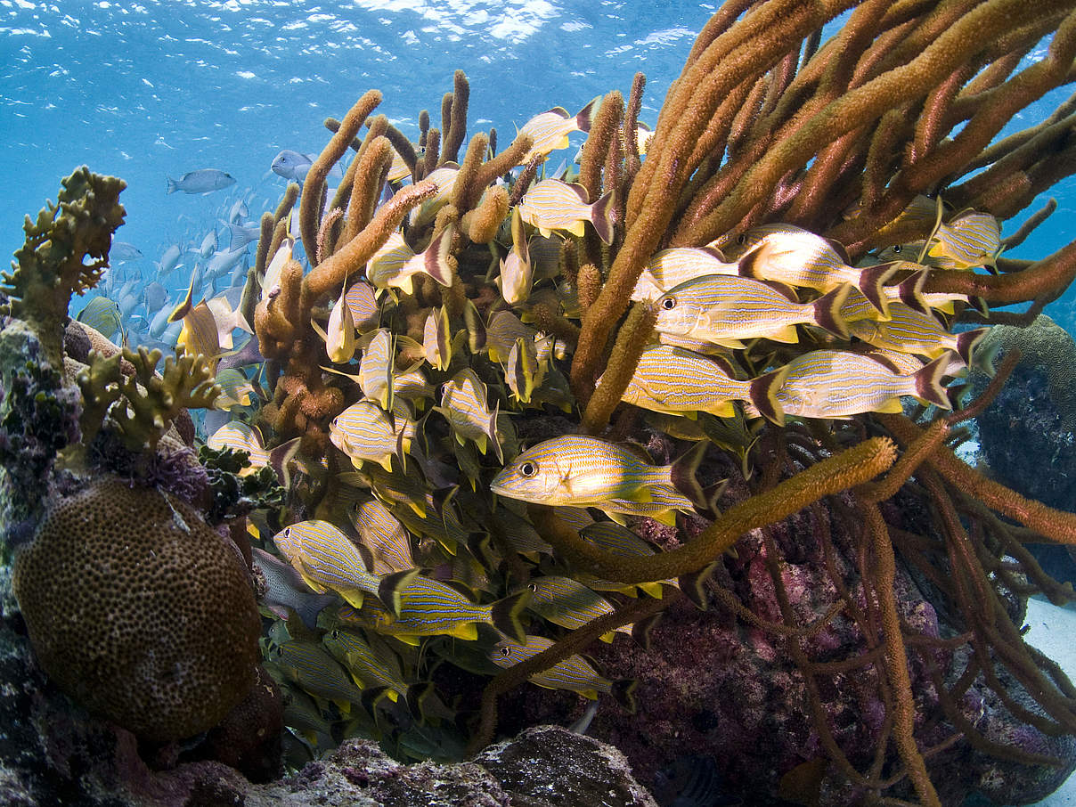 Fische am Mesoamerikanischen Riff © Antonio Busiello / WWF-US