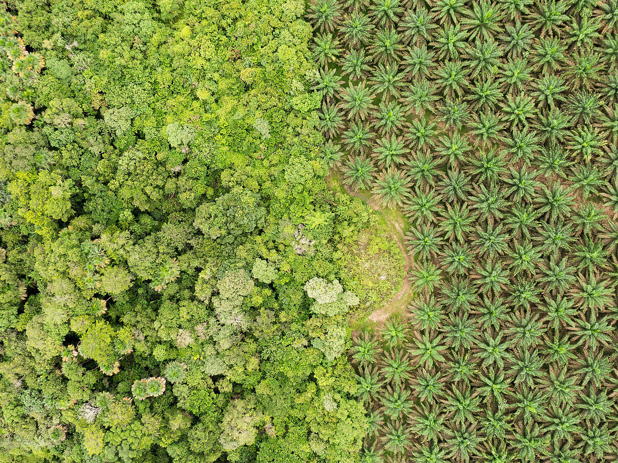 Sichtbarer Kontrast zwischen Wald und kultivierten Palmen in der Serranía de Manacacías © Luis Bernardo Cano / WWF